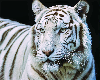 Pretty Kitty - Sq
