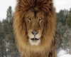 powerful lion