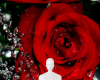 Red water rose bg