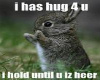 hug bunny