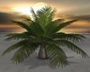 Palm Plant Animated