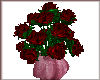 Valentine Red Roses PK