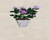 Pot of Roses-white, pink