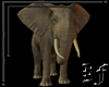 Elephant Filler
