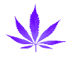 Purple/weed/welcome/lite