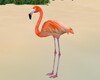 FA:ð· Pink Flamingo