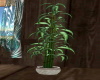Plant Bambu