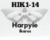 Harpyie Ikarus