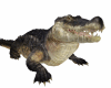 Crocodile
