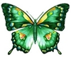 green buttefly