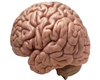Real Brain 4 Avis