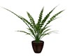 TROPICAL FERN PLANT