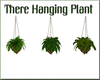 Three Hanging Plants