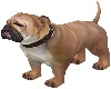 British Bulldog