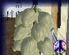 Hanging Garlic
