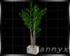 $ Bambou Plant