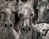7T* photo of Horses