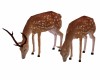 KQ Deers
