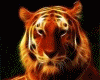 PAINTED TIGER