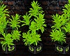 Harley D.Plant LimeGreen