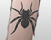 . Spider .
