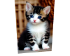 Cat 10