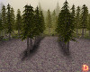 {DP} Beautiful Forest