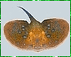 Kawaii Stingray