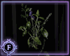 Dark Botanical