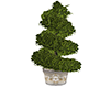 Spiral Tree Topiary 2