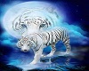 white tiger youtube play