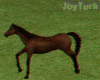 Wild  Horse