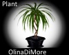 (OD) My plant