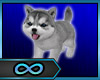 ∞Husky Puppy Gray