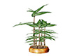 (TR) ZG Bamboo plant 3