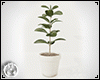 Realistic Ficus plant