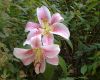 Stargazer Lily
