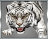 White Tiger