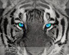 Tiger eyes blues