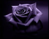 [K] Purple Rose Rug