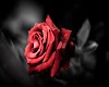 Rose Borad Picture