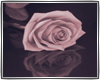 ST:Romantic Pic:Rose