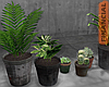 Porch Plants