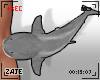 R Leg Gray Shark