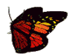 Animatie Butterfly A