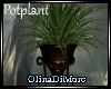 (OD) Potplant, Mooria