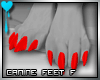D~Canine Feet:Red F