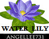 Water Lily Purple FLower