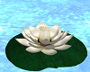 Floating Lilypad