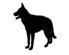 Belgian Shepherd Groenen